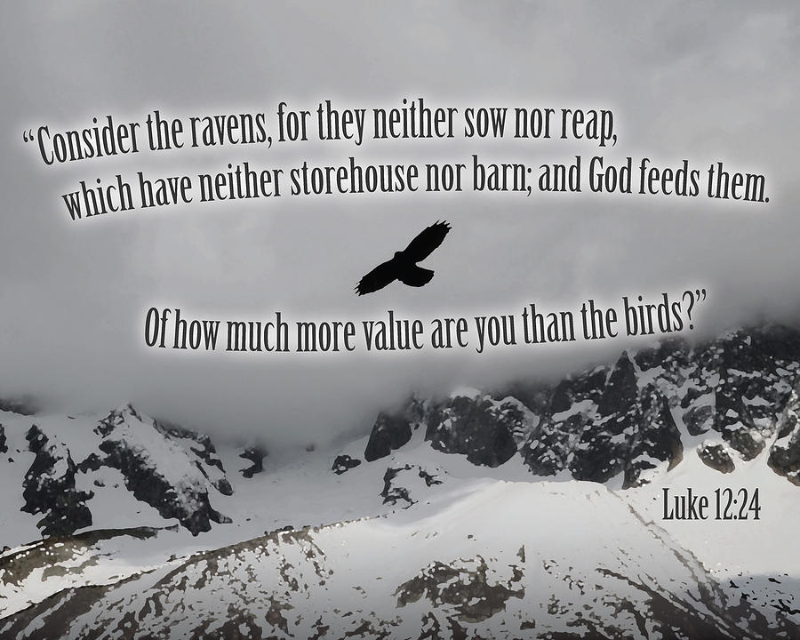 Consider the Ravens Luke 12:24