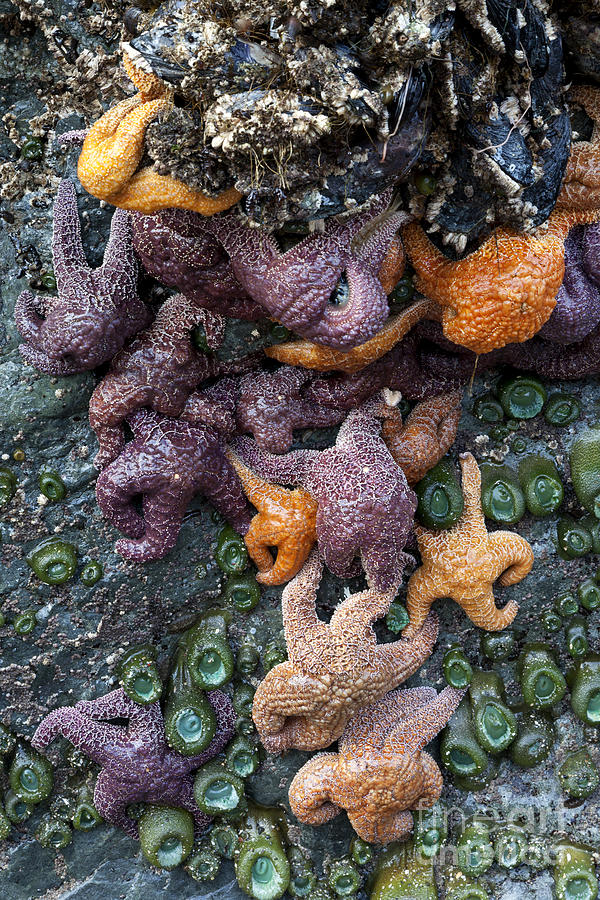 Starfish Constellation Photograph by Rick Pisio