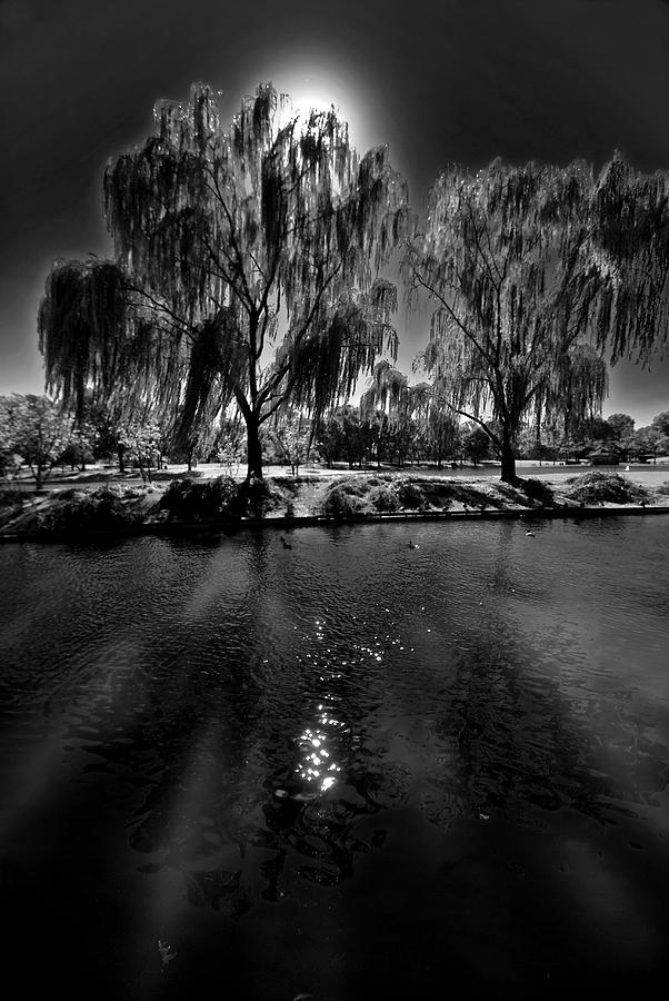 Constitution Gardens. Willow trees in BW Photograph by Bill Jonscher