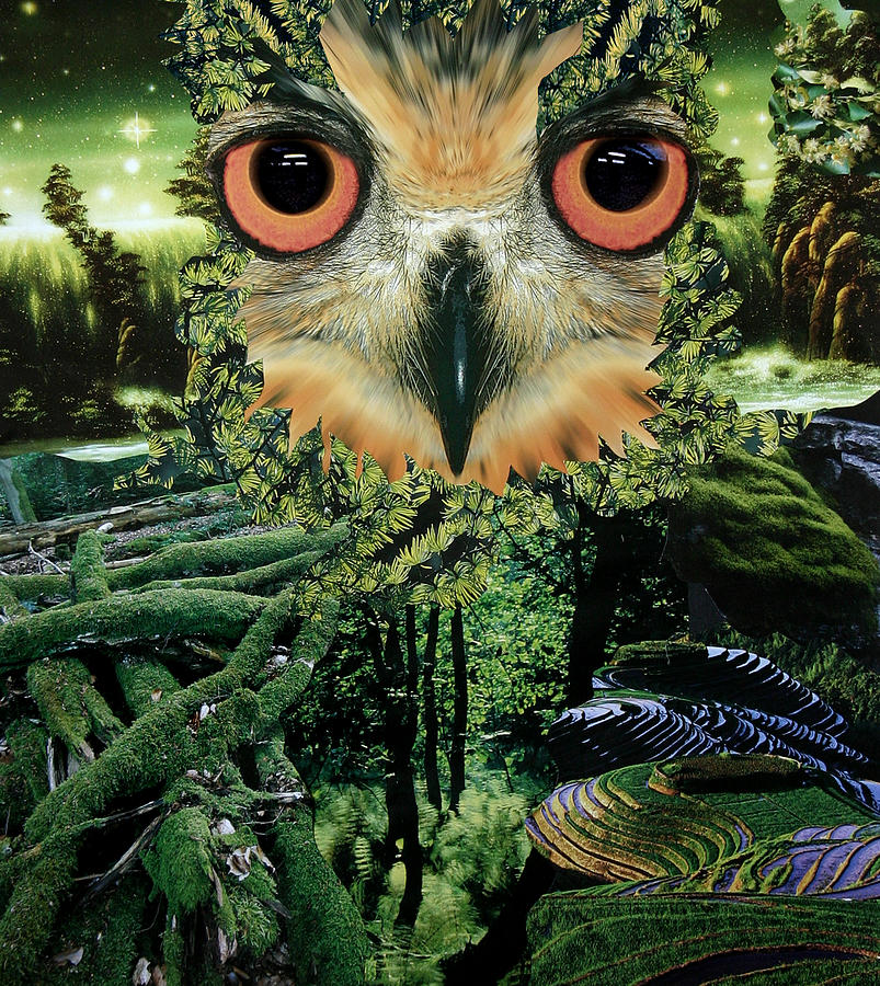 Owl Mixed Media - Contact by Yvonne Pfeifer