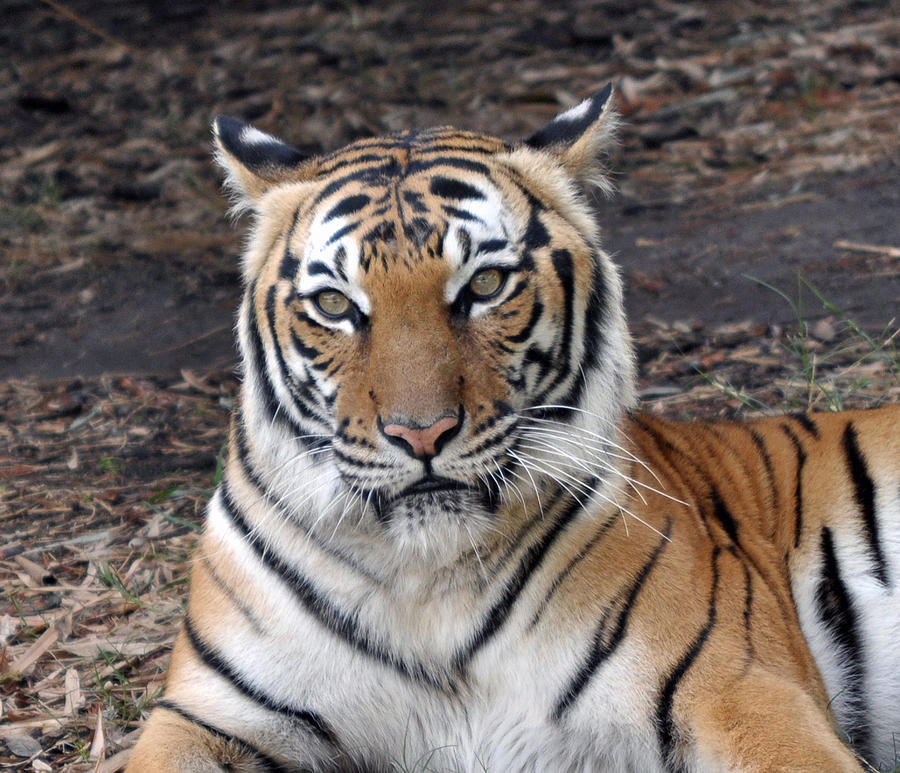 Contemplating Life Photograph by Judith Russell-Tooth - Fine Art America