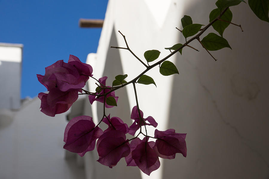 Architecture Photograph - Contemplating Mediterranean Vacations - Whitewashed Walls and Bougainvilleas by Georgia Mizuleva
