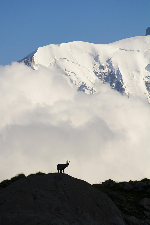 Contemplating Mont Blanc Photograph by Mircea Costina Photography