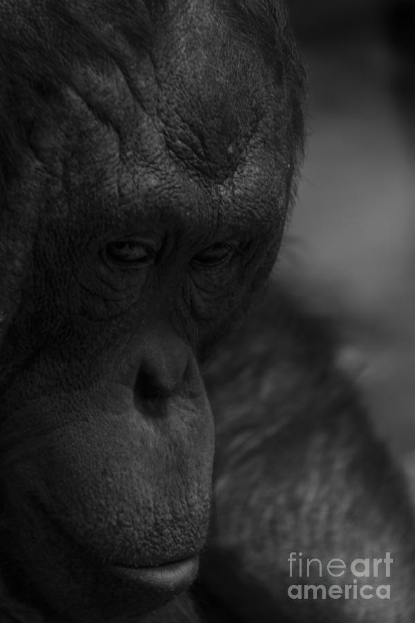 Contemplating Orangutan Photograph by Steve Triplett