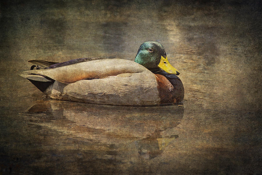 Duck Photograph - Contemplation by Dale Kincaid