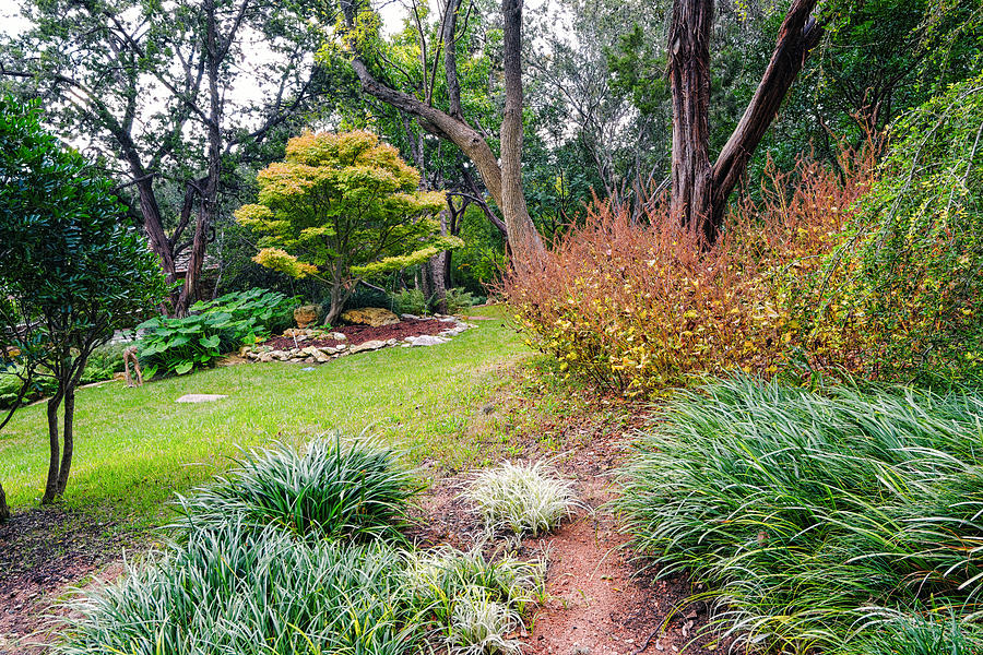 Austin Photograph - Contemplation Zilker Botanical Gardens Austin Texas by Silvio Ligutti