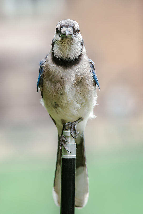 Contemplative Blue Jay Photograph by Jim Moore
