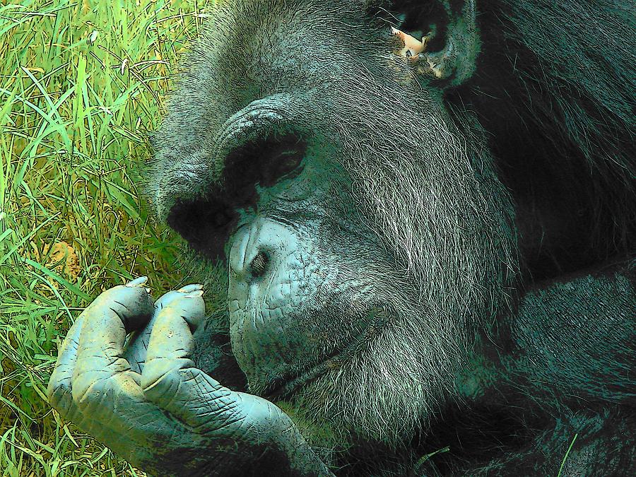 Contemplative Chimp Photograph by Rodney Lee Williams