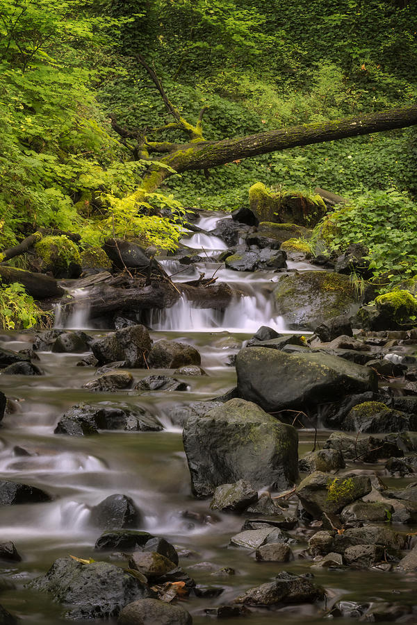 Contemplative Creek Photograph by Jon Ares