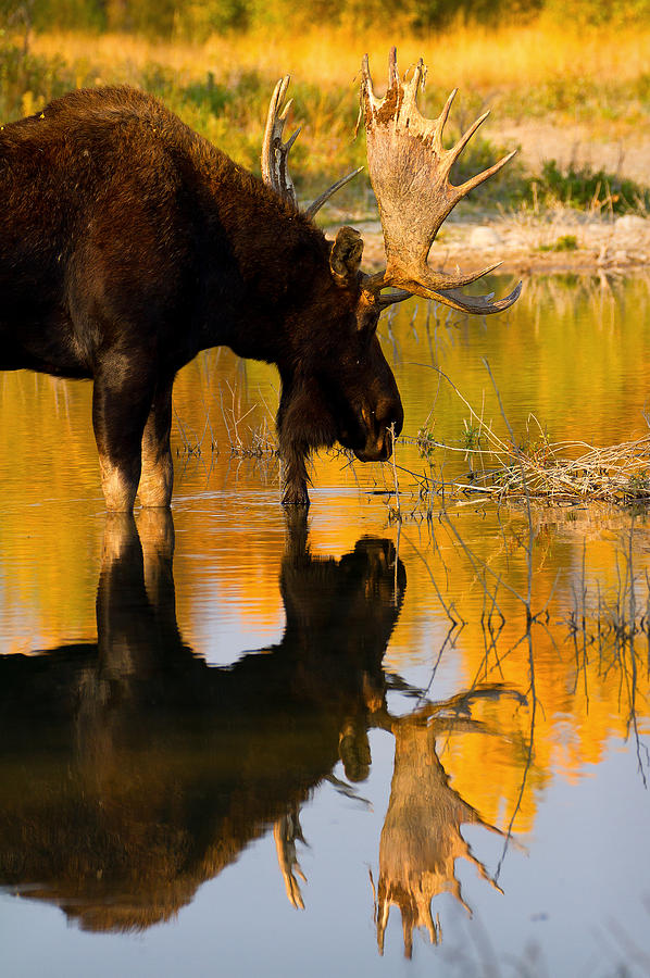 Contemplative Moose Photograph by Aaron Whittemore