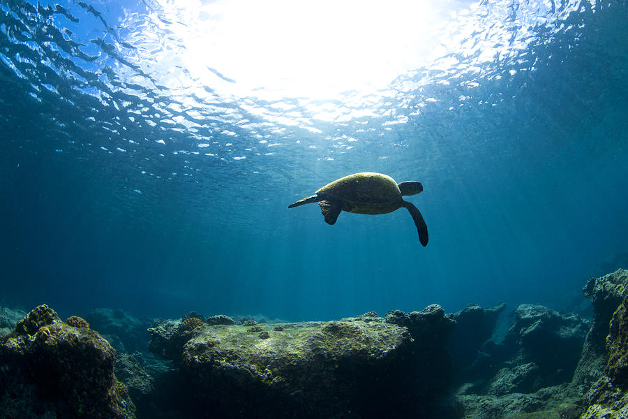 Turtle Photograph - Contemplation by Sean Davey