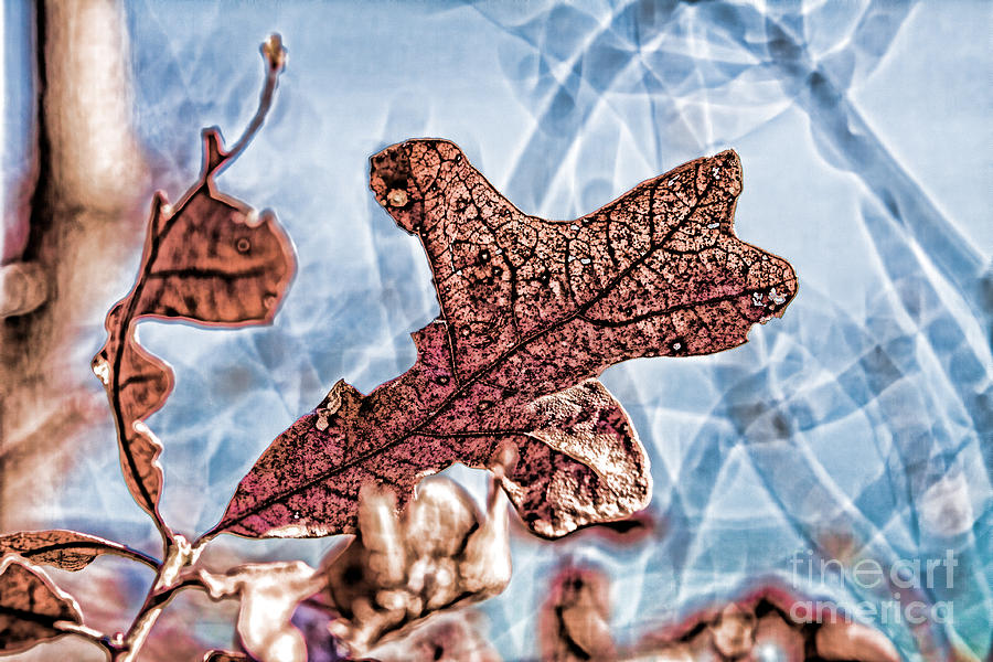 Contemporary Leaf Photograph by Lawrence Burry