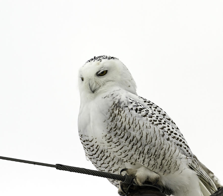 Content Snowy Owl  Photograph by Thomas Young