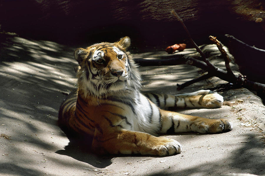 Content Tiger Photograph by Richard Gregurich