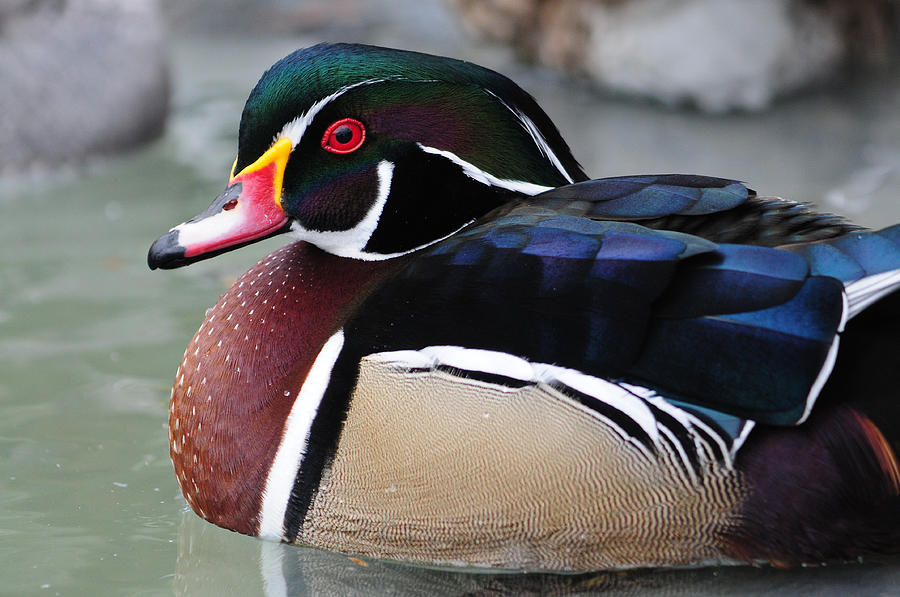 Content Wood Duck Photograph by Mike Martin