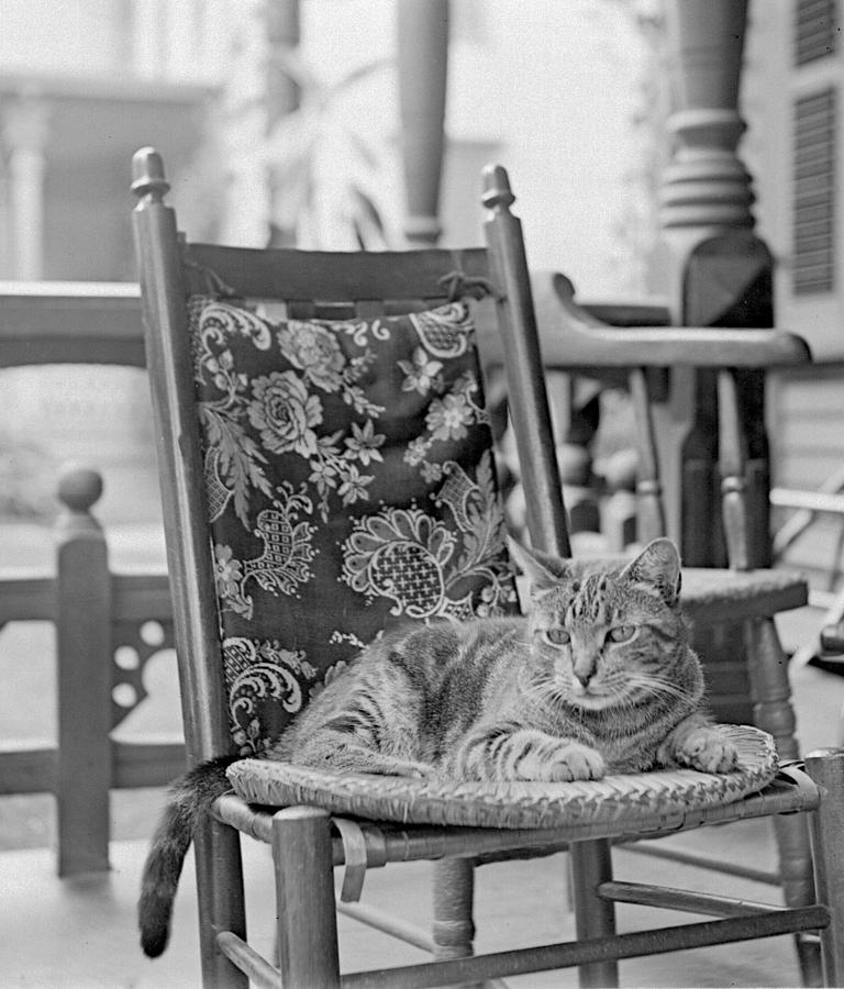 Contented Cat Photograph by William Haggart