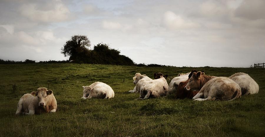 Contented Cows of County Clare Photograph by Nadalyn Larsen