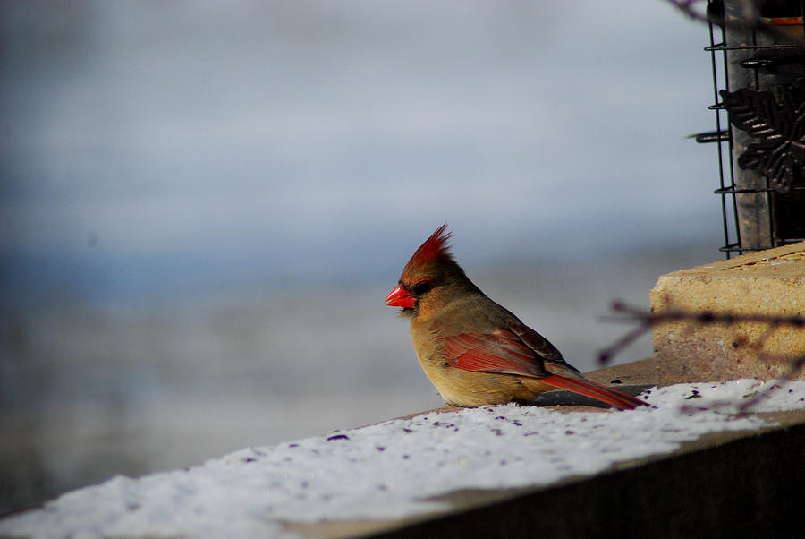 Contented Female Cardinal Photograph by Wanda Jesfield