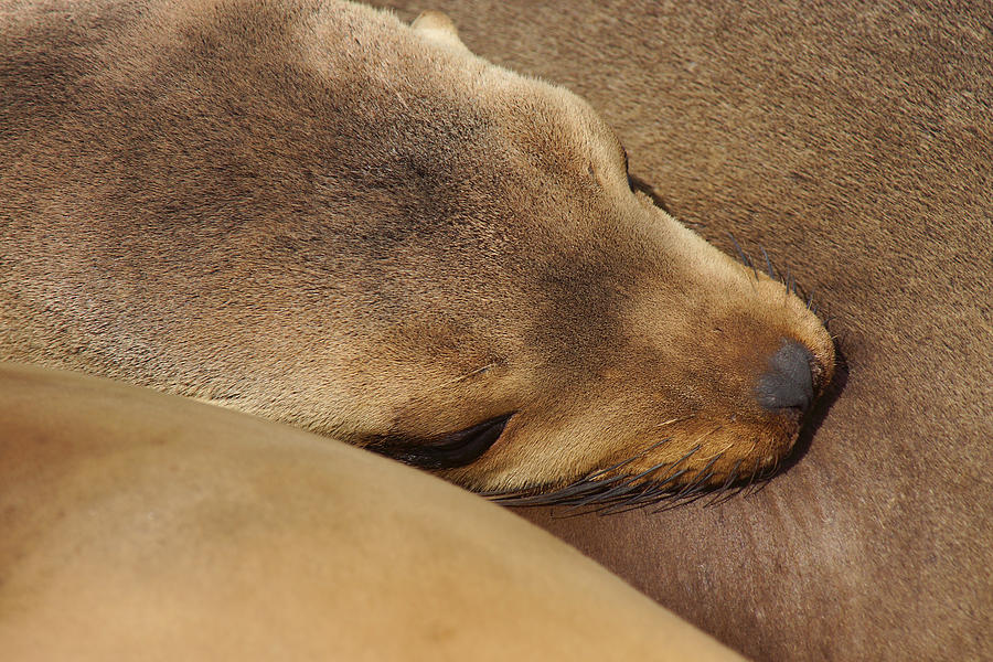 Contentment Photograph by Leda Robertson