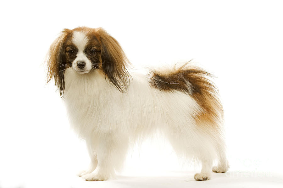 Continental toy spaniel sale