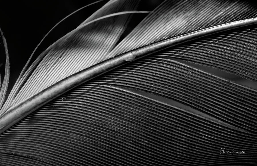 Contour Feather Photograph by Vickie Szumigala
