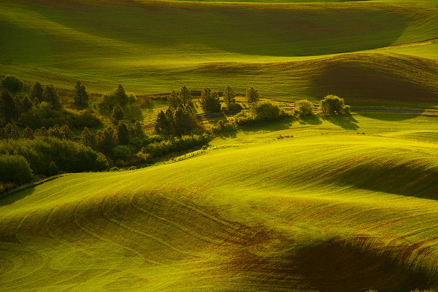 Contours of the Palouse Photograph by Kunal Mehra