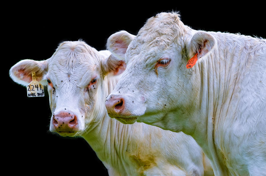 Contrast Cows Photograph by Brian Stevens
