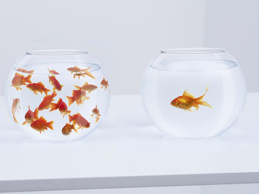 Contrast of  many goldfish in fishbowl and solitary goldfish in opposite fishbowl Photograph by Adam Gault