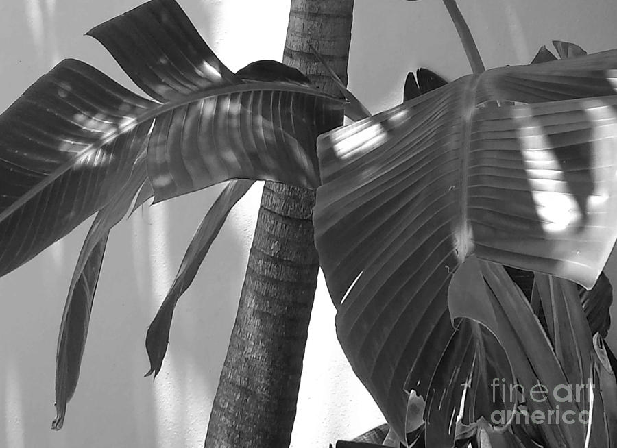 Nature Photograph - Contrasting Palms by Margaret Juul Ammann