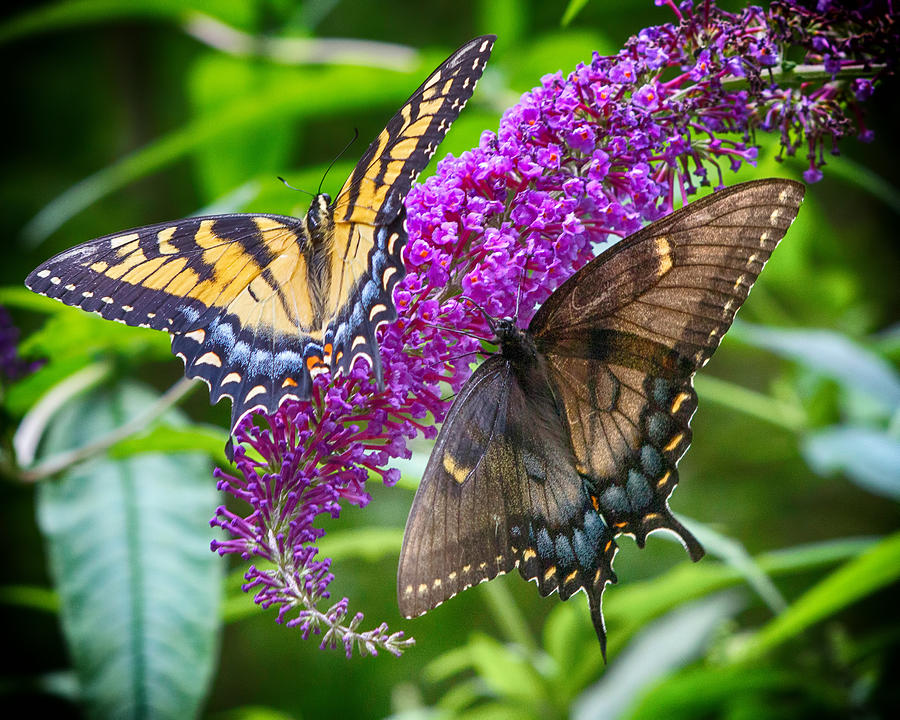 Contrasting Swallowtails Photograph by Alan Raasch