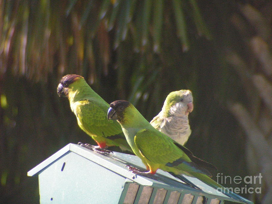 Nature Photograph - Conure Parrots and Quaker Parrot Share a Feeder by Sandra Williams