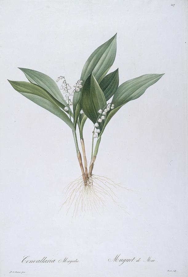 Convallaria Majalis Lily Of The Valley, 1808 Painting by Pierre Joseph ...