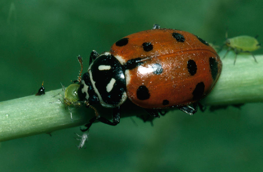 Convergent Ladybeetle Eating Aphids Photograph by Harry Rogers