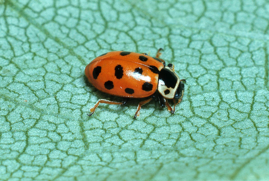 Convergent Ladybird Beetle Photograph by Harry Rogers