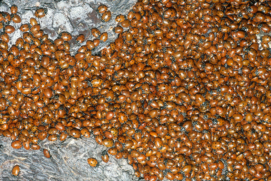 Convergent Ladybird Beetles Photograph by Craig K. Lorenz - Fine Art ...