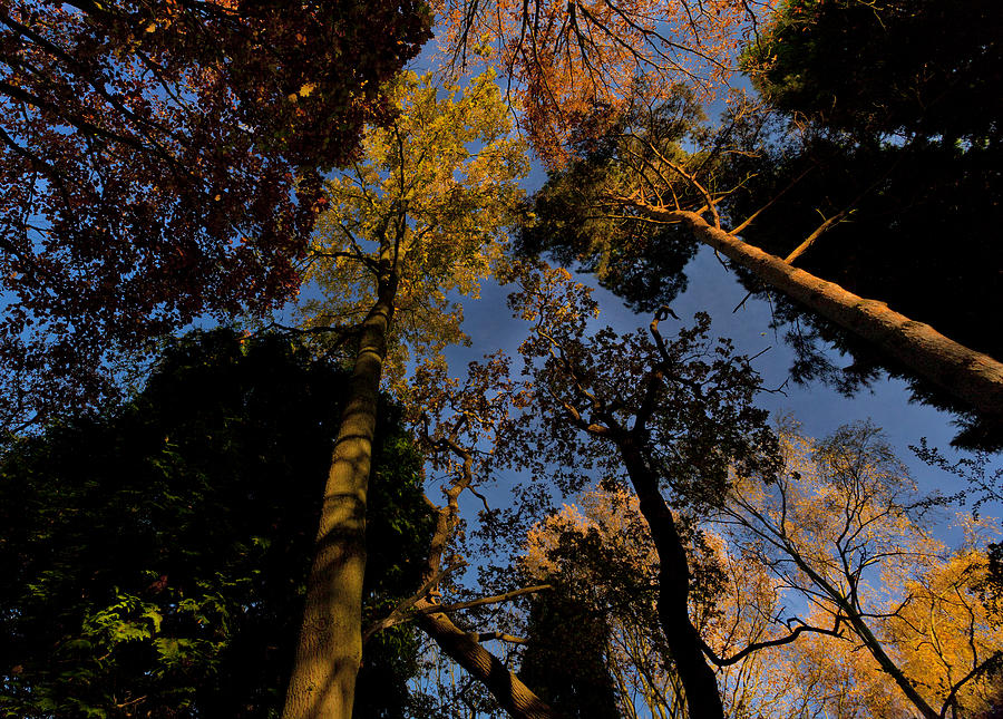Converging Trees Photograph by Maj Seda