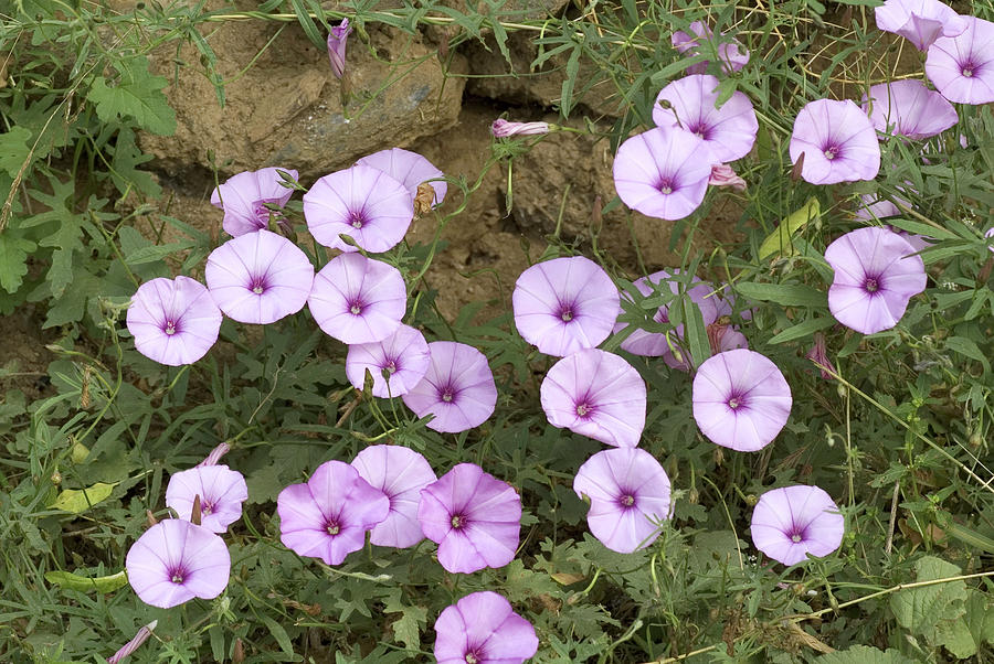 Convolvulus Althaeoides Photograph by Brian Gadsby/science Photo Library