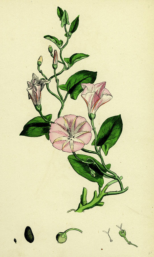 Convolvulus Arvensis Small Bindweed Drawing by English School Pixels