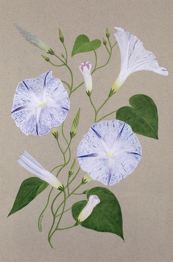 Two Dimensional Painting - Convolvulus Cneorum by Frances Buckland