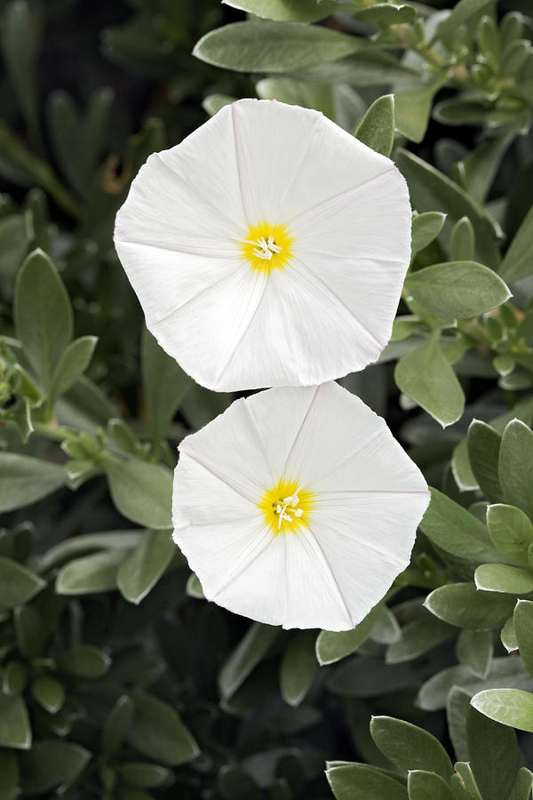 Convolvulus Cneorum Photograph by Geoff Kidd/science Photo Library - Pixels
