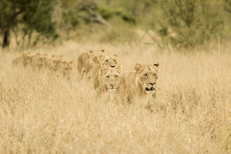 Lion Photograph - Convoy by Mohammed Alnaser