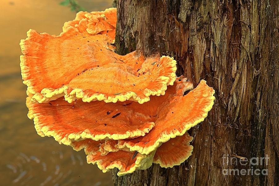 Tree Fungus Photograph - Cook Forest Tree Decorations by Adam Jewell