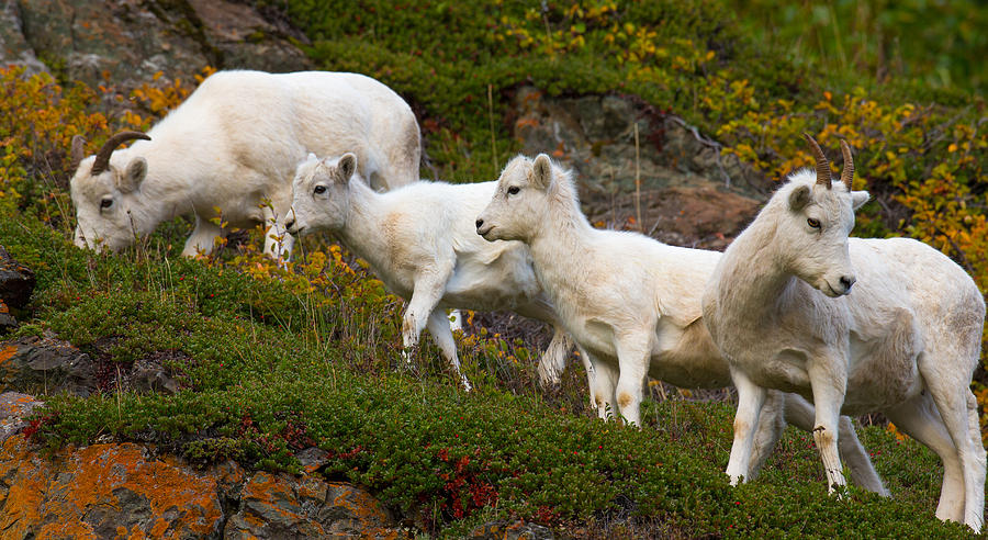 Cook Inlet Sheep Photograph by Kevin Dietrich