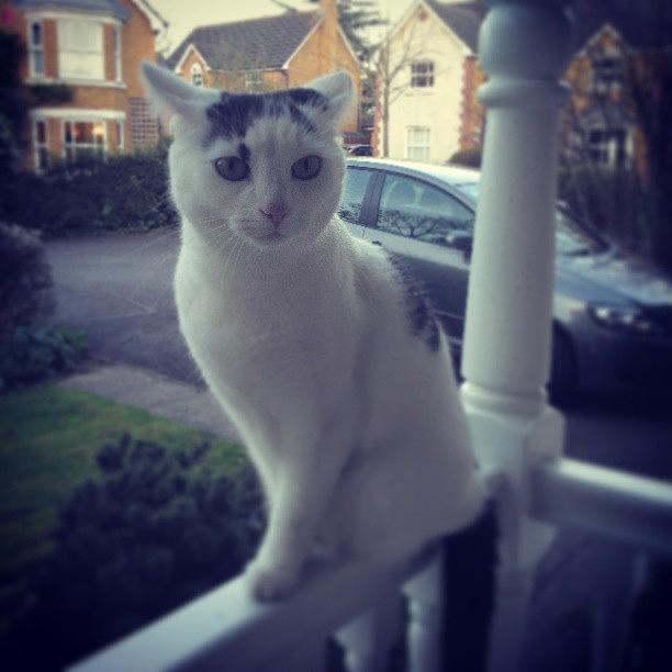 Golf Photograph - Cookie Being Bare Stunnahz #cat #porch by Maxx Parker