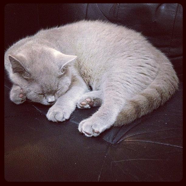 Cat Photograph - Cookie #sleeping #sleep #princess by May Pinky  ✨