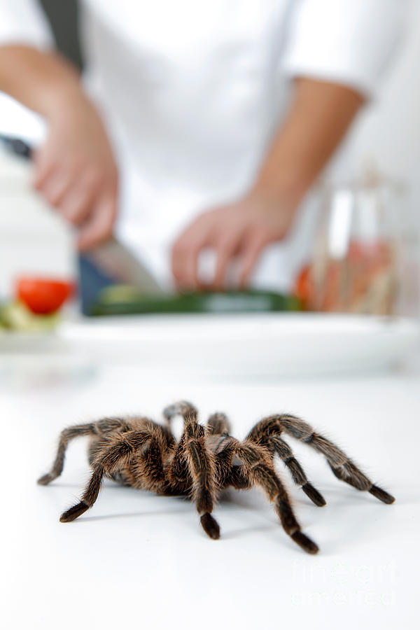 Spider Photograph - Cooking Insects And Spiders by Emilio Scoti