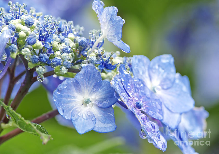 Flower Photograph - Cool Blue Drops 2 by Sharon Talson