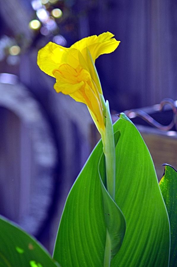 Flower Photograph - Cool Canna by Brian Stone
