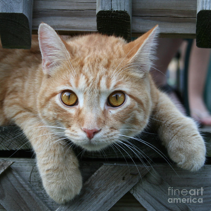 Cool Cat named Calvin Photograph by Karen Adams