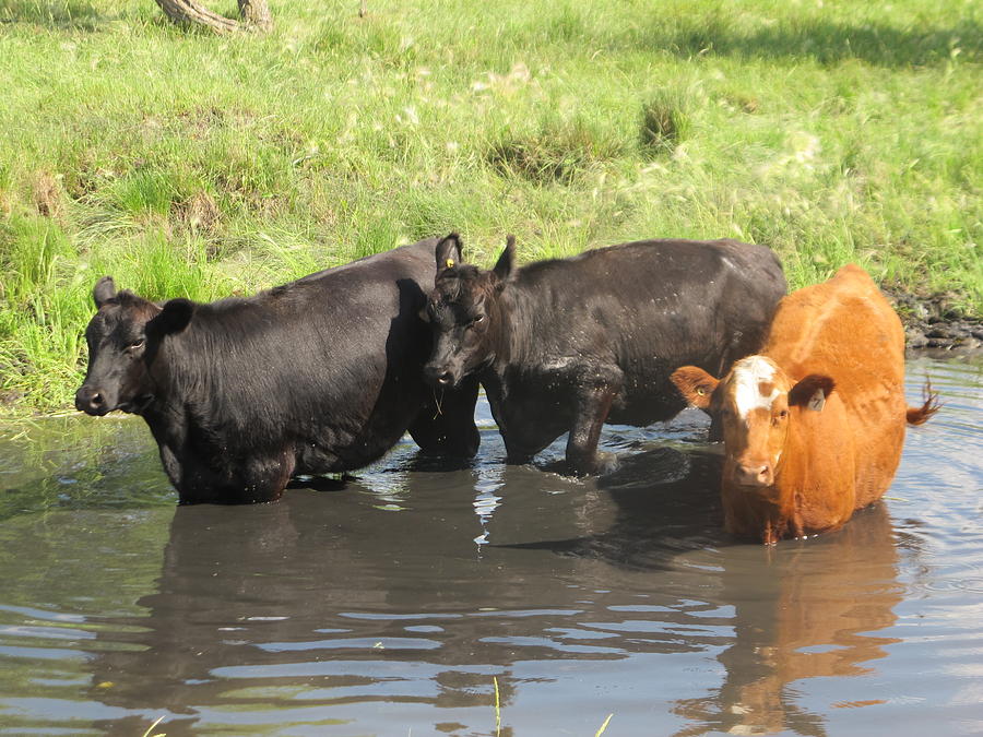 Cool Cows Photograph